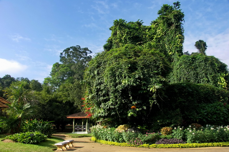 Sri Lanka, Kandy, Royal Botanical Garden